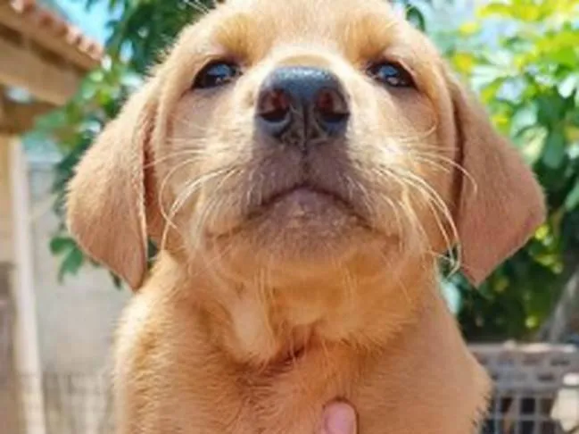 Cachorro ra a SRD-ViraLata idade 7 a 11 meses nome Vick - Filhote