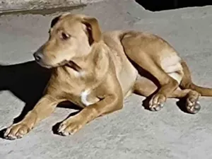 Cachorro raça SRD-ViraLata idade 7 a 11 meses nome Vick - Filhote