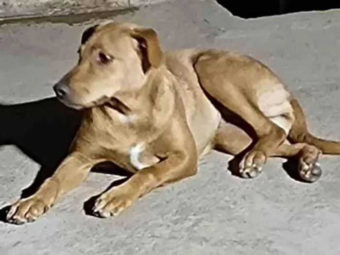 Cachorro ra a SRD-ViraLata idade 7 a 11 meses nome Vick - Filhote