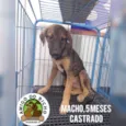 Cachorro raça srd idade 7 a 11 meses nome Roy