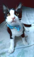 ULLY