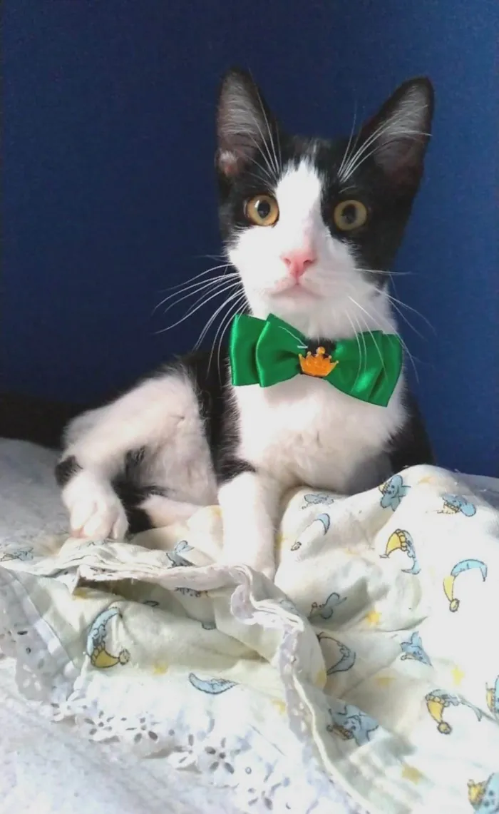 Gato ra a srd frajolinha idade 2 a 6 meses nome ULLY