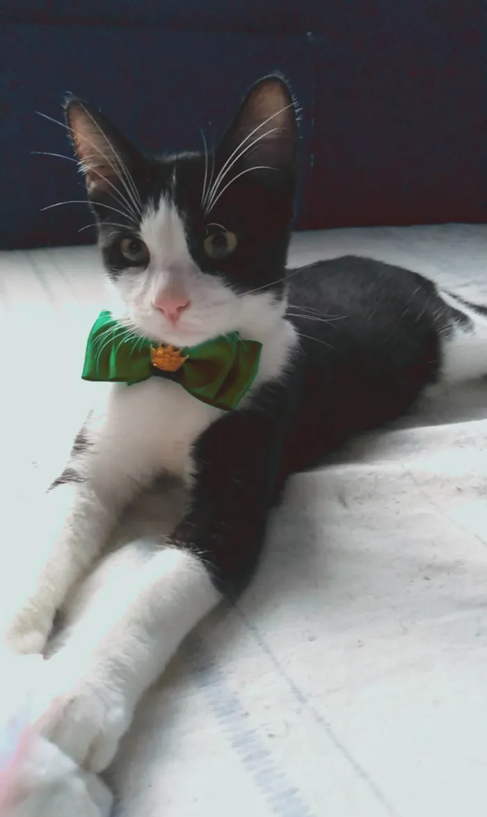 Gato ra a srd frajolinha idade 2 a 6 meses nome ULLY