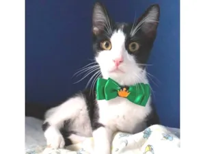 Gato raça srd frajolinha idade 2 a 6 meses nome ULLY