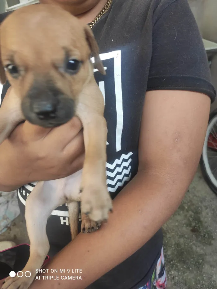 Cachorro ra a Mestiço de Pitbull americano  idade  nome Sem nomes