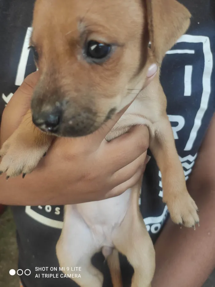 Cachorro ra a Mestiço de Pitbull americano  idade  nome Sem nomes
