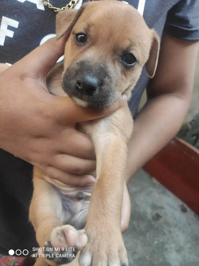 Cachorro ra a Mestiço de Pitbull americano  idade  nome Sem nomes