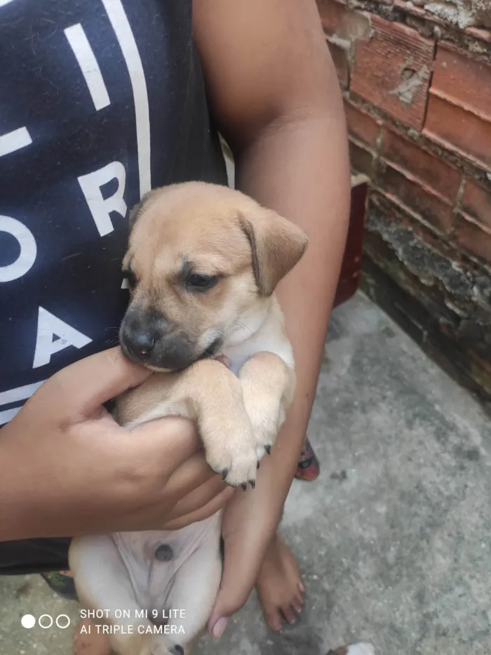 Cachorro ra a Mestiço de Pitbull americano  idade  nome Sem nomes