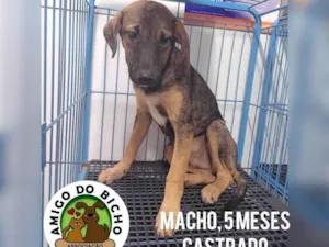 Cachorro raça srd idade 7 a 11 meses nome Roy