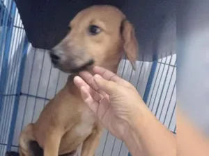 Cachorro raça srd idade 7 a 11 meses nome Lady