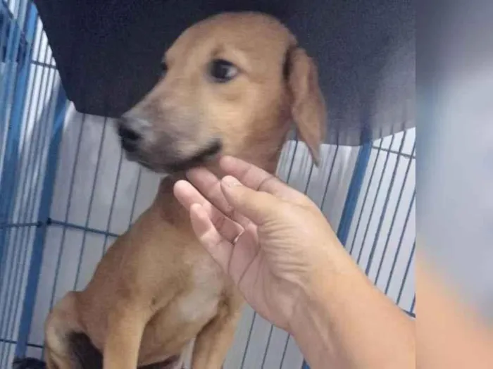 Cachorro raça srd idade 7 a 11 meses nome Lady