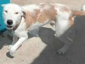 Cachorro raça SRD-ViraLata idade 1 ano nome Japa