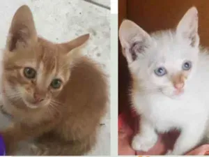 Gato raça  idade 2 a 6 meses nome Juninho e Mariah