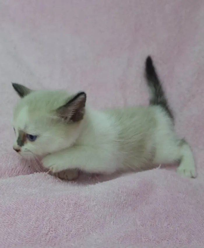 Gato raça Srd idade Abaixo de 2 meses nome Leka