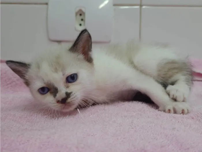 Gato raça Srd idade Abaixo de 2 meses nome Leka