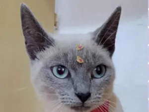 Gato raça Srd idade 7 a 11 meses nome Rubi