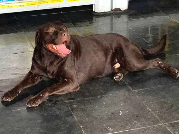Cachorro ra a Labrador idade 1 ano nome Labrador Encontrado em BH/MG