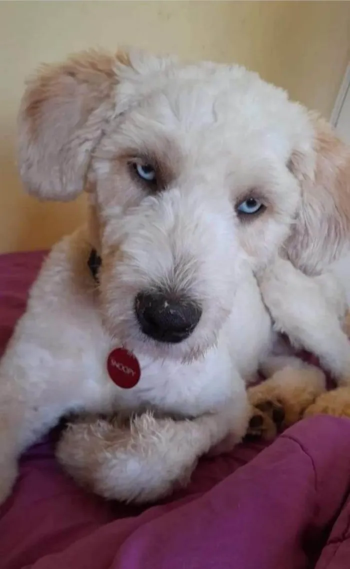 Cachorro raça Poodle idade 1 ano nome Snopy