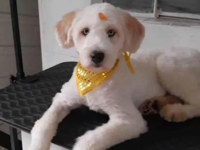 Cachorro raça Poodle idade 1 ano nome Snopy