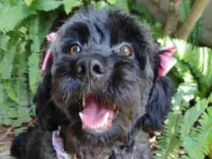 Cachorro raça  idade 2 anos nome Amora