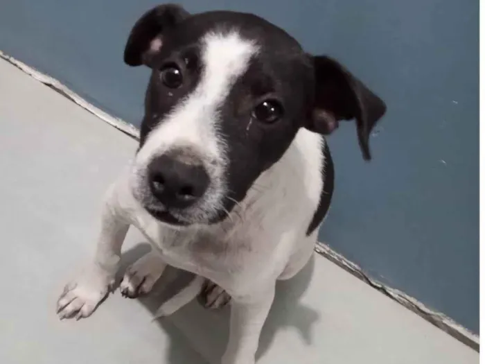 Cachorro ra a Vira lata idade 2 a 6 meses nome Doguinho