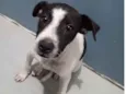 Doguinho