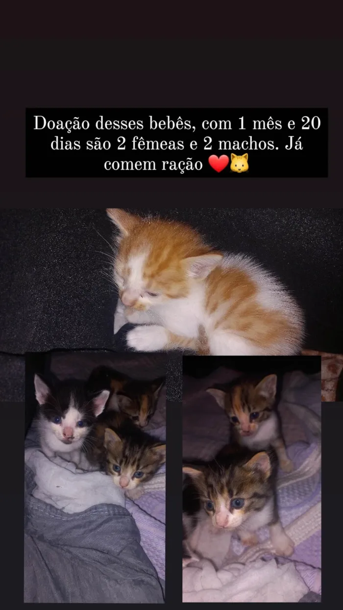 Gato ra a SRD-ViraLata idade Abaixo de 2 meses nome Ainda nenhum