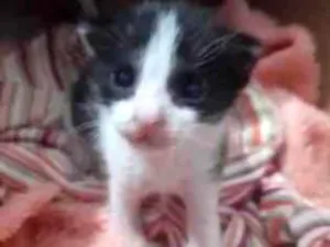 Gato raça SRD-ViraLata idade Abaixo de 2 meses nome FAZUELI