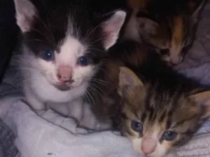 Gato raça SRD-ViraLata idade Abaixo de 2 meses nome Ainda nenhum