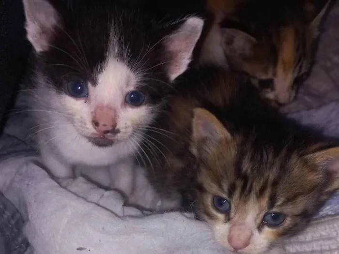 Gato ra a SRD-ViraLata idade Abaixo de 2 meses nome Ainda nenhum