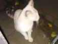 Zaza