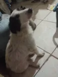 Cachorro raça Srd idade 7 a 11 meses nome July