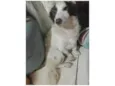 Cachorro raça Srd idade 7 a 11 meses nome July