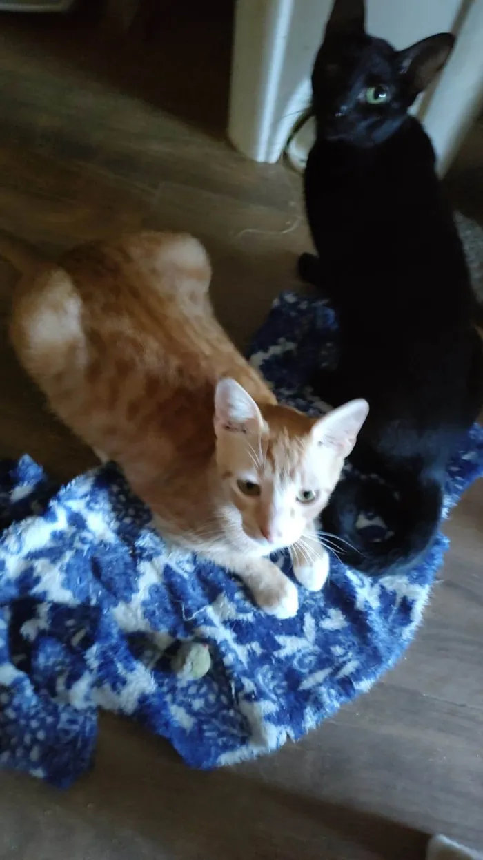 Gato ra a SRD-ViraLata idade 7 a 11 meses nome Sirius