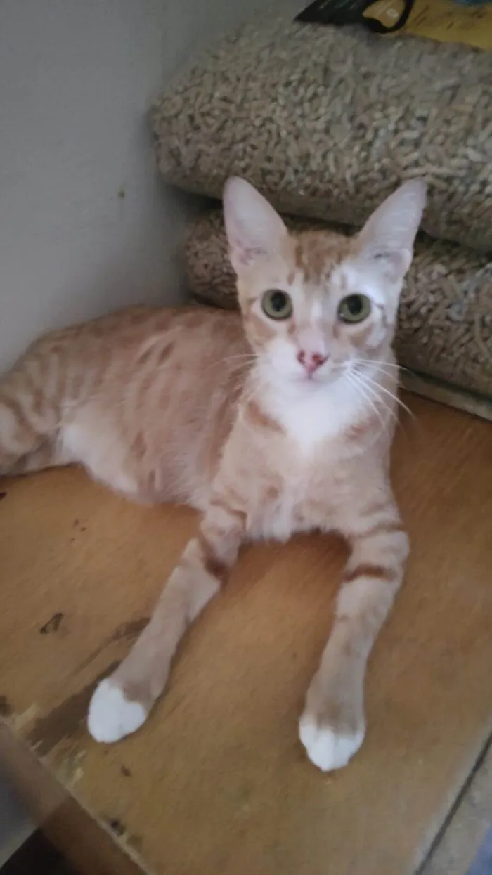 Gato ra a SRD-ViraLata idade 7 a 11 meses nome Sirius