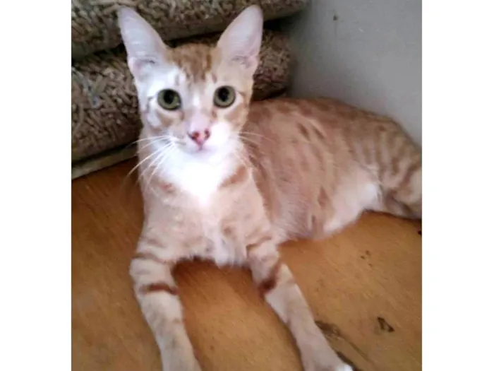 Gato ra a SRD-ViraLata idade 7 a 11 meses nome Sirius