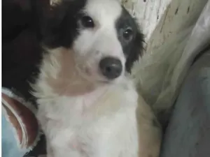 Cachorro raça Srd idade 7 a 11 meses nome July