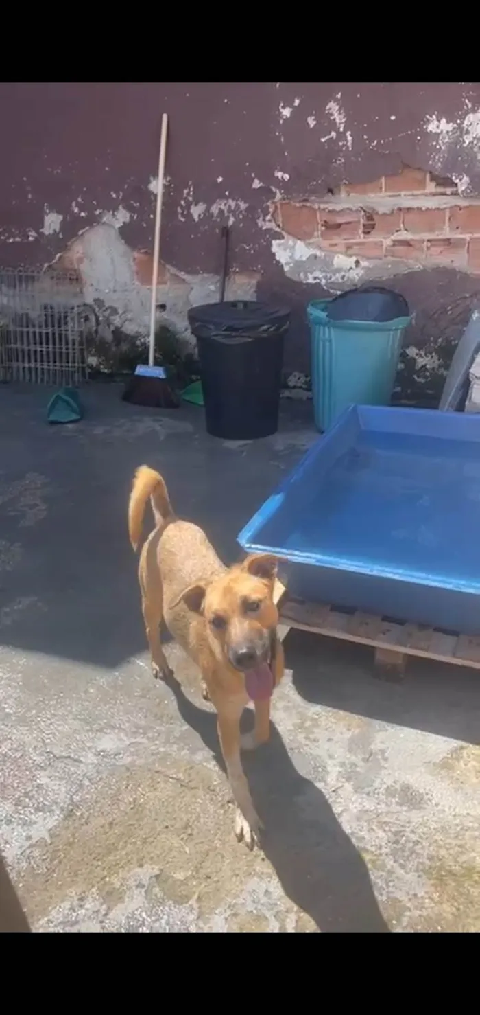 Cachorro ra a SRD idade 7 a 11 meses nome Sophia