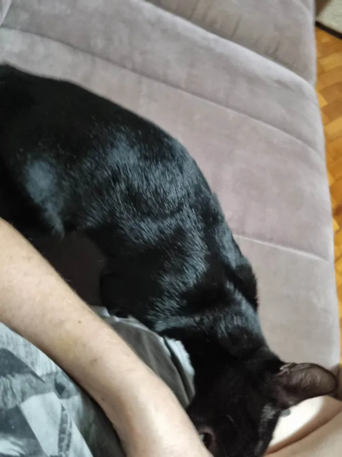 Gato ra a Srd idade 2 a 6 meses nome Panterinha Ronron
