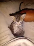 Tigra
