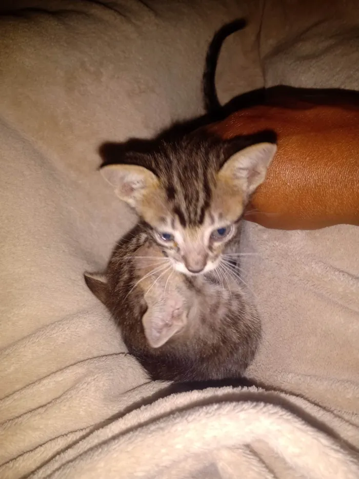 Gato ra a Felina idade Abaixo de 2 meses nome Tigra