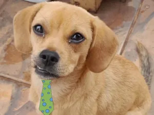 Cachorro raça Mestico  idade 2 a 6 meses nome Luke 