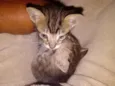 Tigra