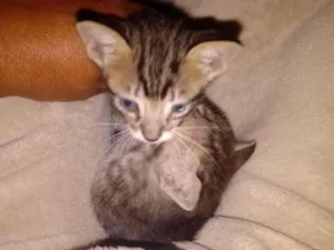 Gato raça Felina idade Abaixo de 2 meses nome Tigra