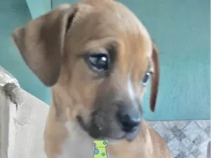 Cachorro raça Mestico  idade 2 a 6 meses nome Léo 