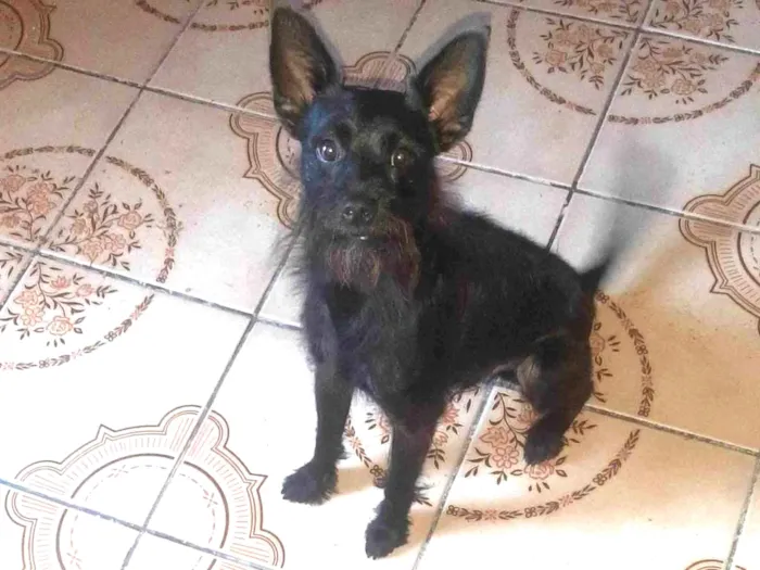 Cachorro ra a SRD-ViraLata idade 2 anos nome Duke