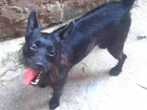 Cachorro raça SRD-ViraLata idade 2 anos nome Duke