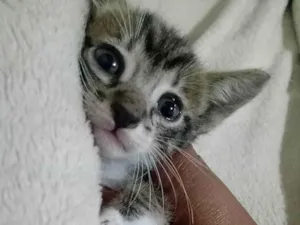 Gato raça Listrada  idade Abaixo de 2 meses nome Tigra
