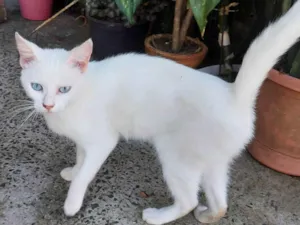 Gato raça SRD-ViraLata idade 2 a 6 meses nome BRANQUINHA