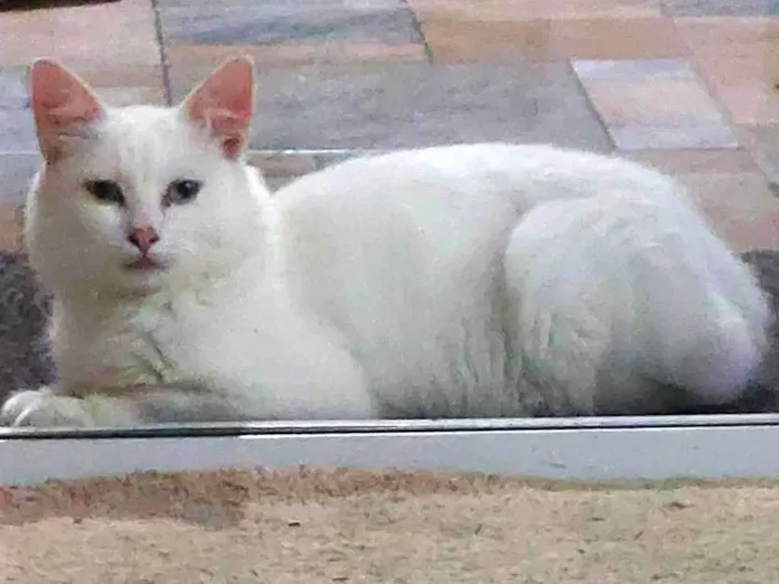 Gato ra a Vira Lara idade 7 a 11 meses nome Não tem